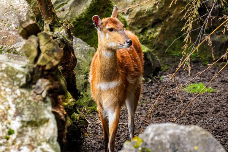 Safaripark Beekse Bergen, Netherlands