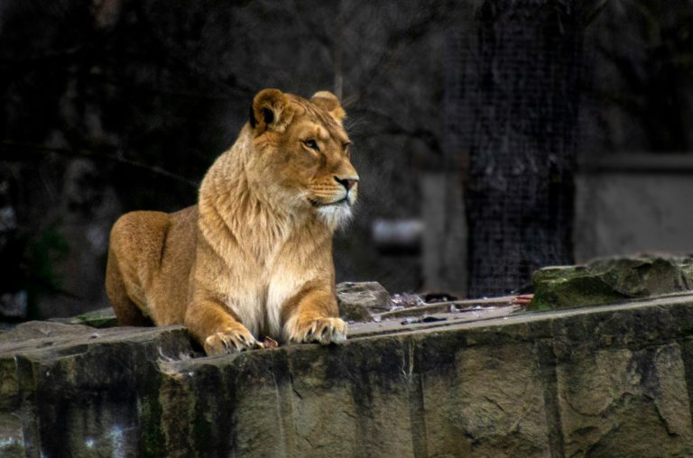 Safaripark Beekse Bergen, Netherlands