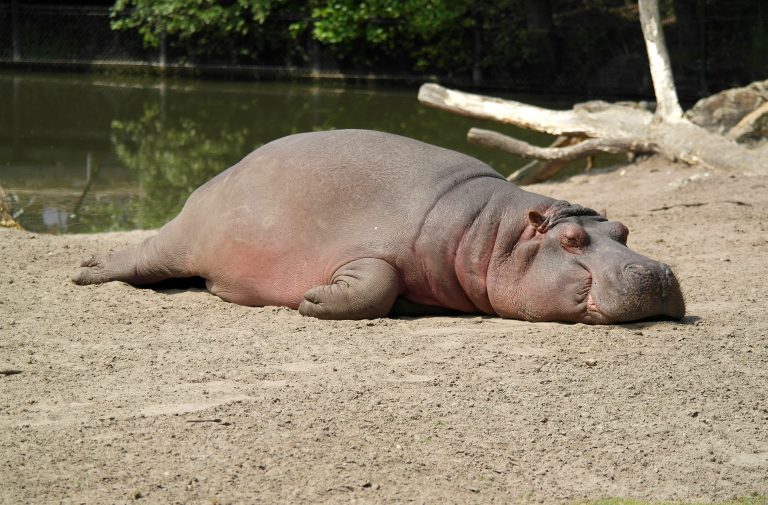 Safaripark Beekse Bergen, Netherlands
