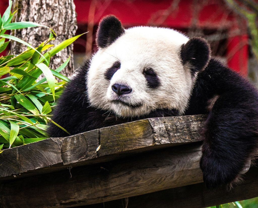 Berlin Zoo, Germany