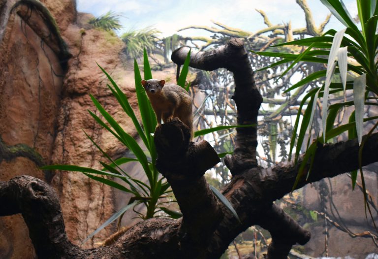Zoo de Berlín, Alemania