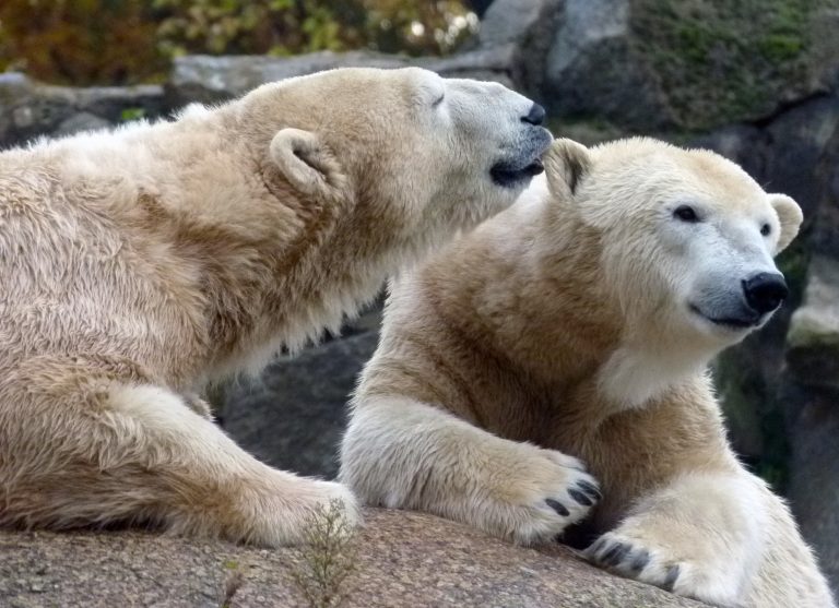 Zoo de Berlín, Alemania