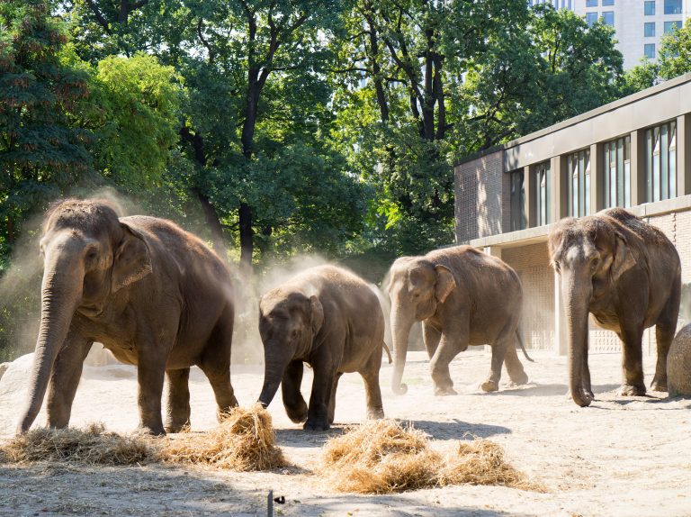 Zoo de Berlín, Alemania