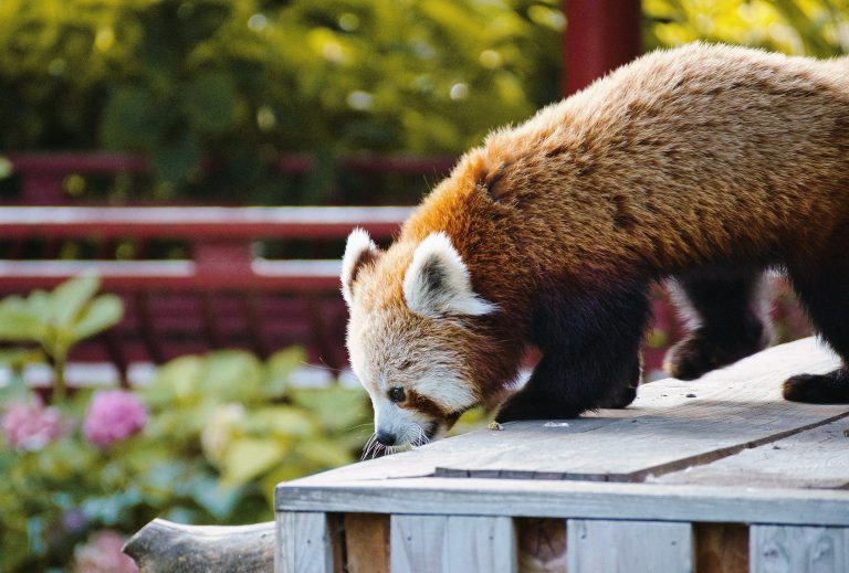 Pairi Daiza, Brugelette, Belgio