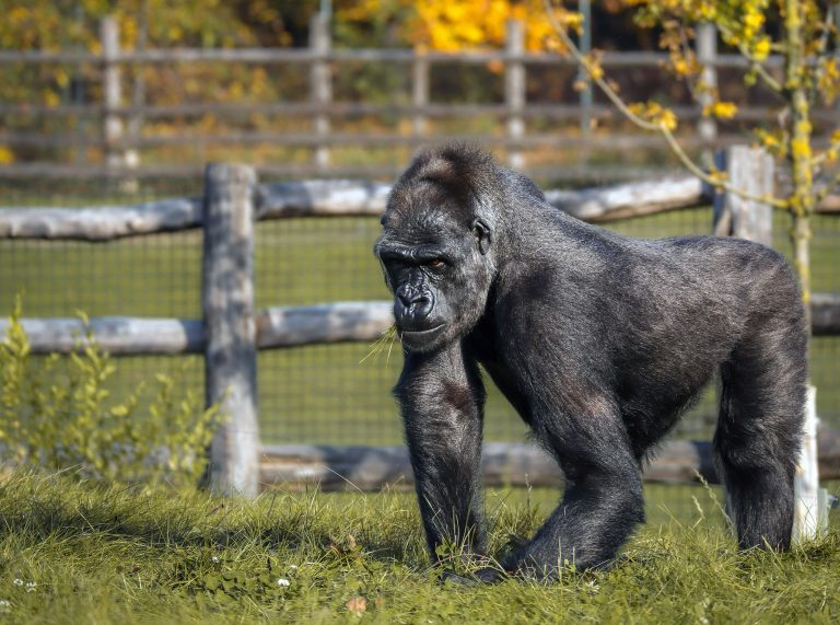 Prague Zoo, Czechia