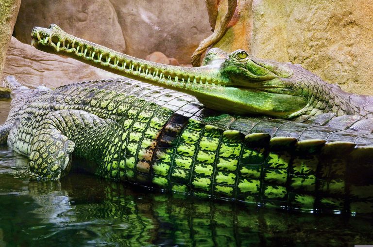 Prague Zoo, Czechia
