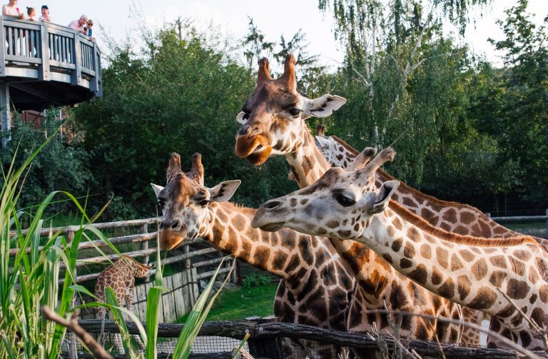 Prague Zoo, Czechia