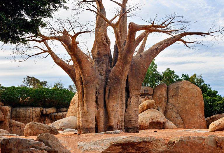 Bioparc Valencia, España