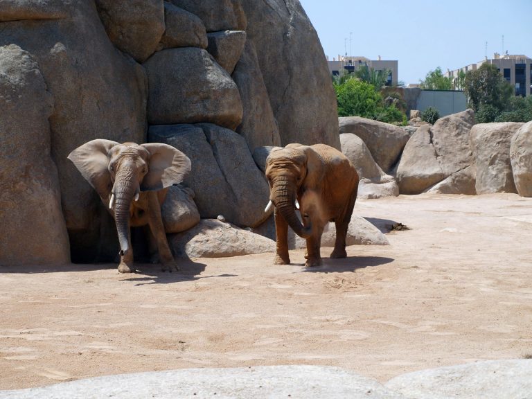 Bioparc Valencia, España