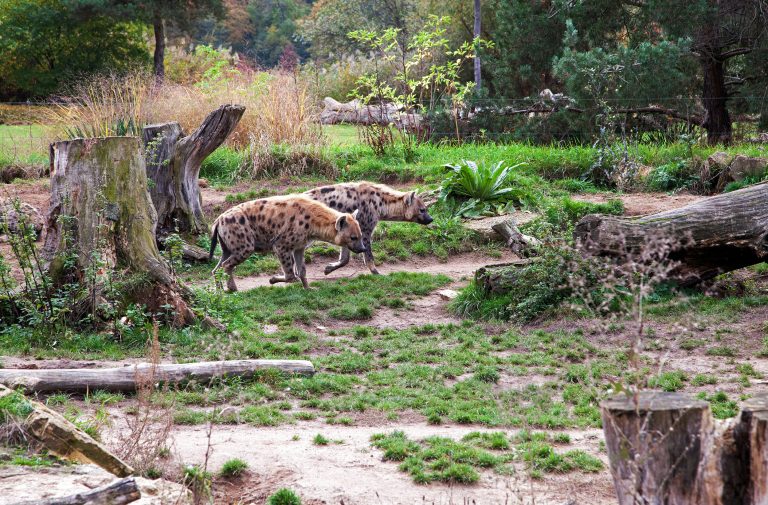Zoo de Leipzig, Alemania