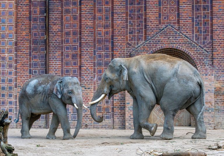 Zoo de Leipzig, Alemania