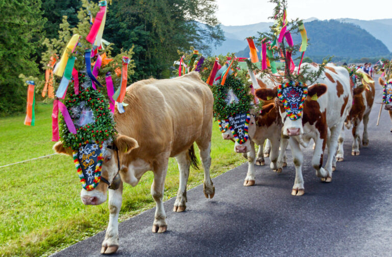 Almabtrieb, Tirol, Austria