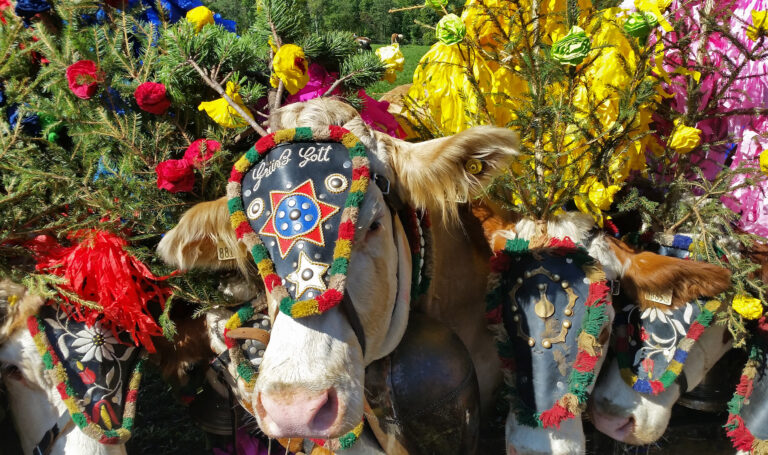 Almabtrieb, Tirol, Austria