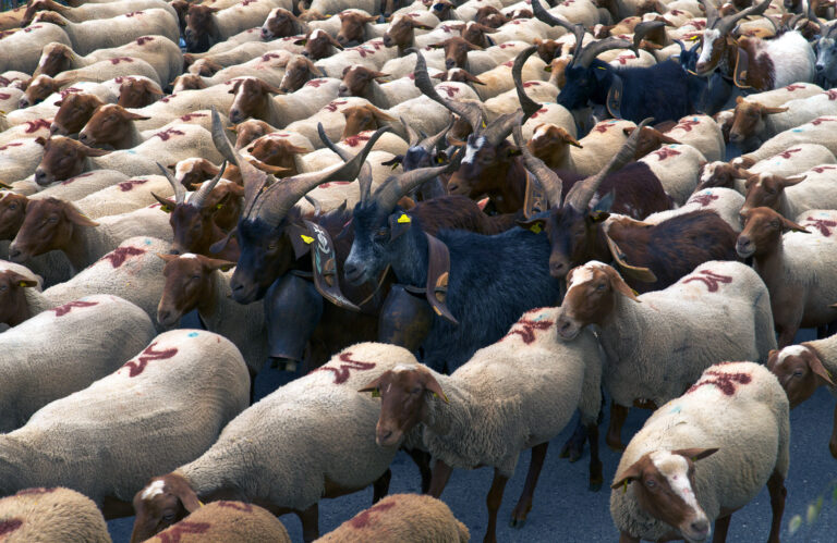 Fête de la Transhumance, Castellane / Provence, France
