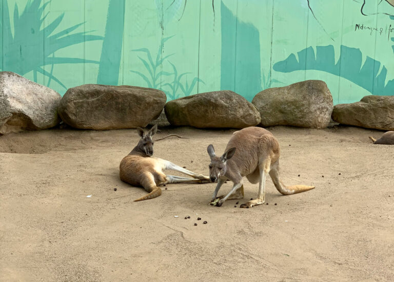 Barcelona Zoo, Spain