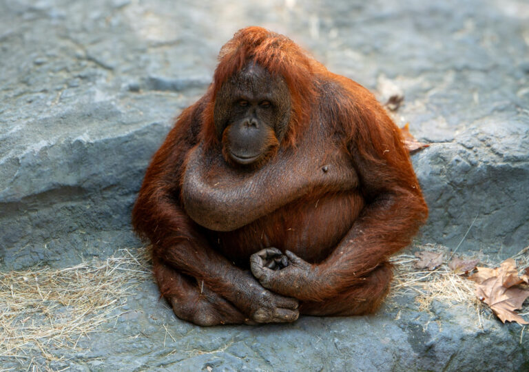 Barcelona Zoo, Spain