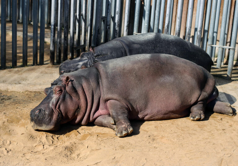 Barcelona Zoo, Spain