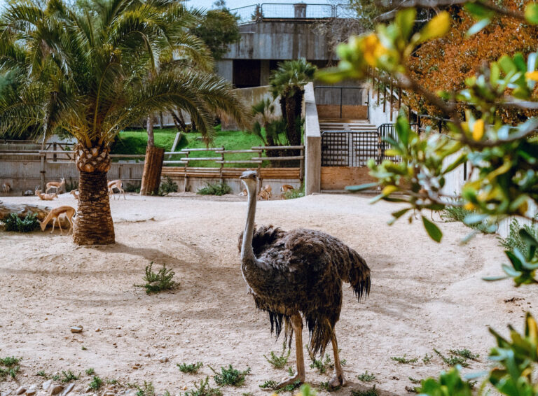 Zoo Aquarium de Madrid, España