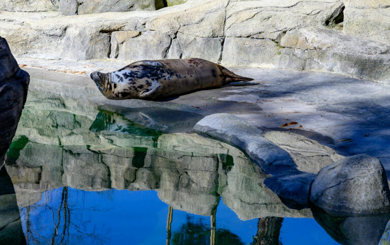 Zoo Aquarium de Madrid, España