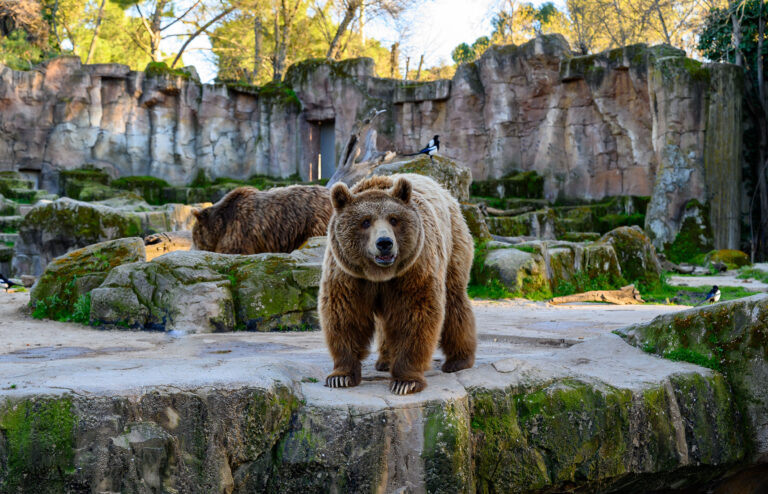 Zoo Aquarium de Madrid, España
