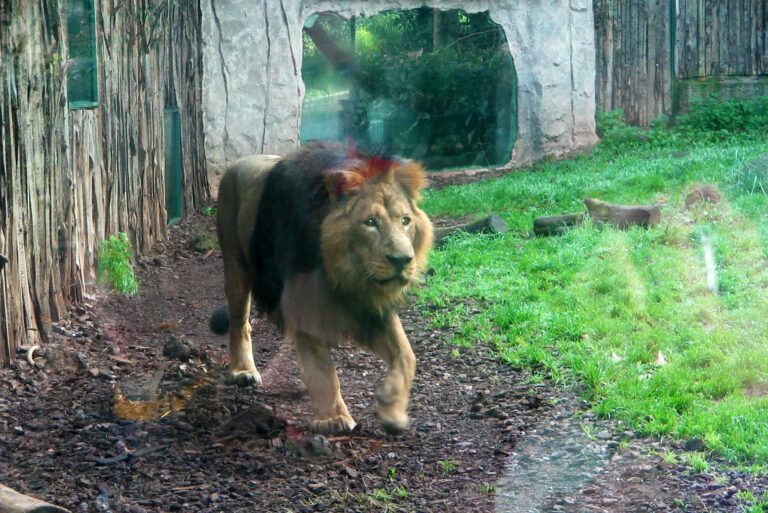 Bioparco di Roma Zoo, Italy
