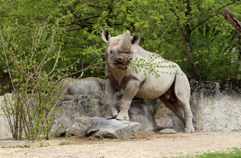 Zoo di Zurigo, Svizzera