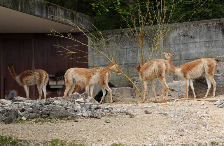 Zoo di Zurigo, Svizzera