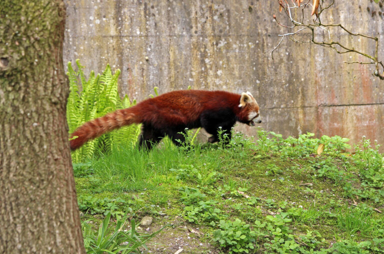 Zoo di Zurigo, Svizzera
