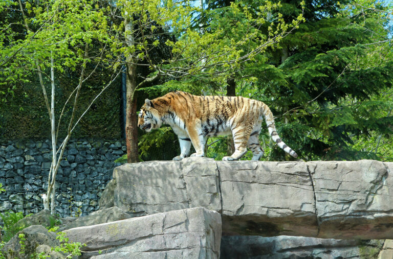 Zoo di Zurigo, Svizzera