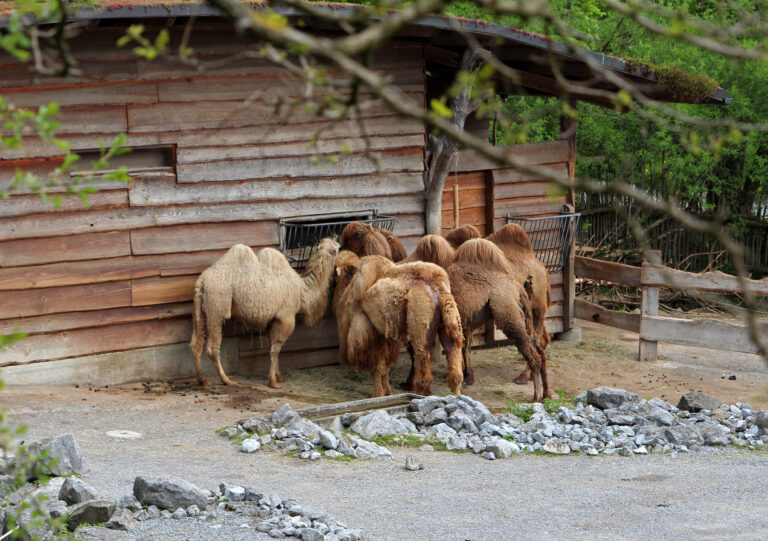 Zoo di Zurigo, Svizzera