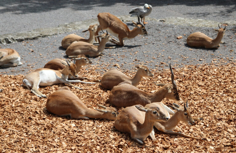 Zoo di Zurigo, Svizzera