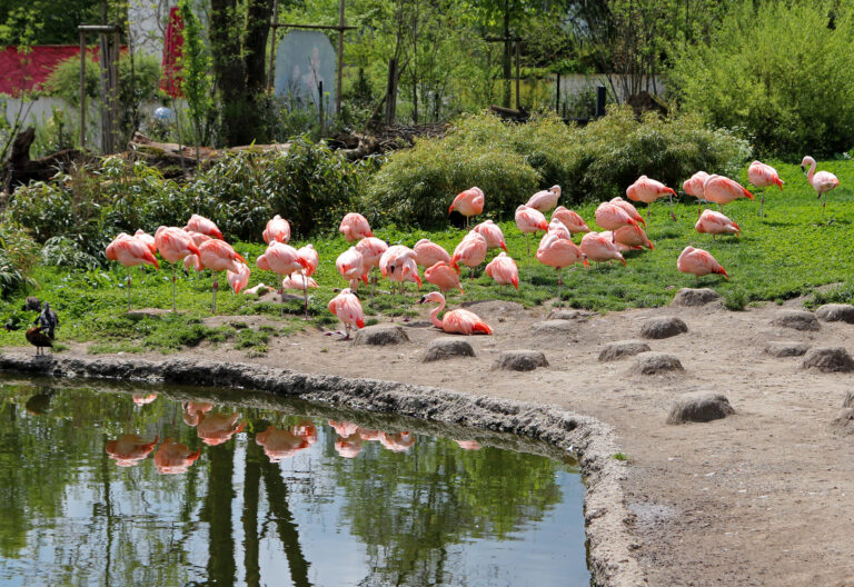 Zoo di Zurigo, Svizzera