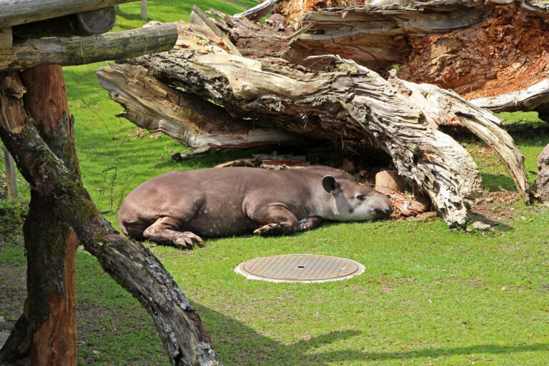 Zoo di Zurigo, Svizzera