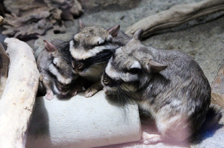 Zoo di Zurigo, Svizzera