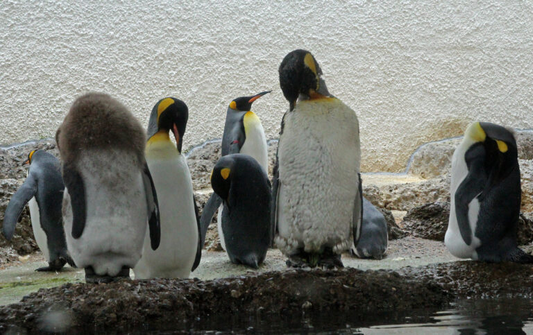 Zoo di Zurigo, Svizzera