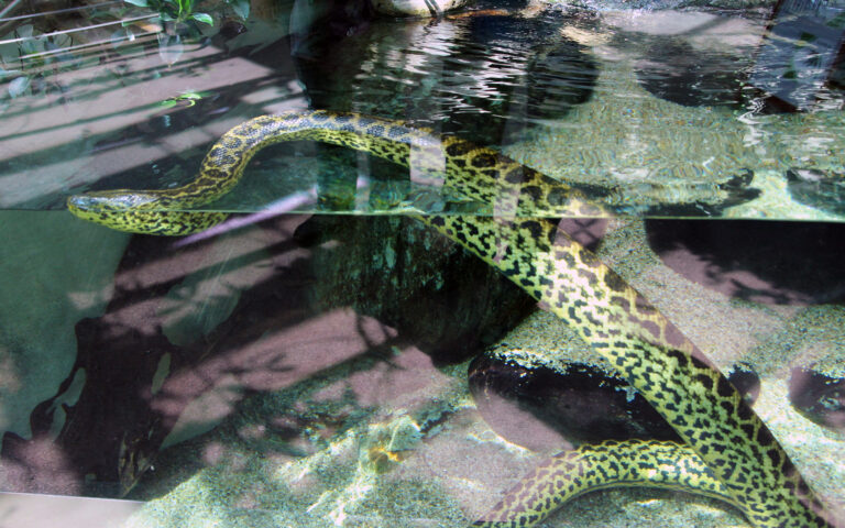 Zoo di Zurigo, Svizzera