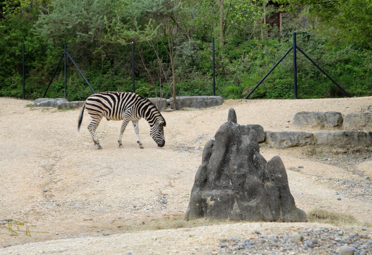Zoo di Zurigo, Svizzera