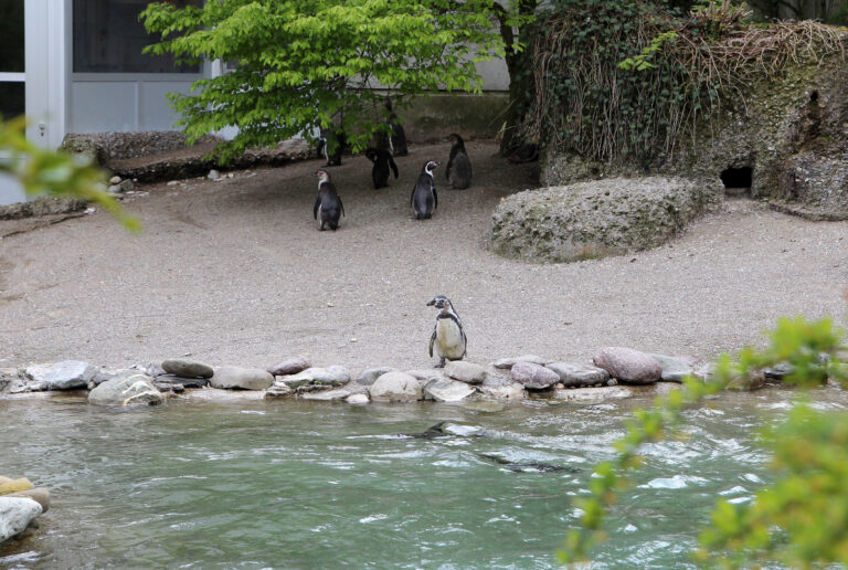 Zoo di Zurigo, Svizzera