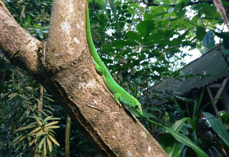 Zoo di Zurigo, Svizzera