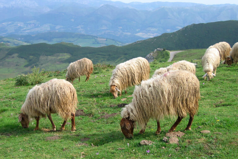 Ovejas asturianas pastando en los Picos de Europa — Picos de Europa, España